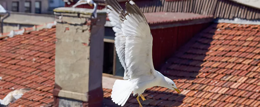 Residential Chimney Animal Removal Solution in Mount Prospect, IL